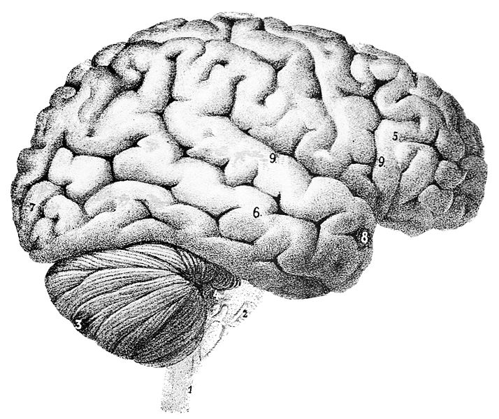 public domain image of surface of human brain
